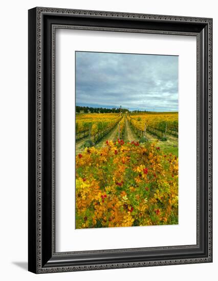 Autumn in Leonetti Vineyard, Walla Walla, Washington, USA-Richard Duval-Framed Photographic Print