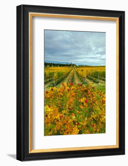 Autumn in Leonetti Vineyard, Walla Walla, Washington, USA-Richard Duval-Framed Photographic Print