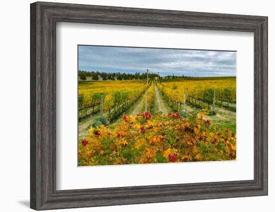 Autumn in Leonetti Vineyard, Walla Walla, Washington, USA-Richard Duval-Framed Photographic Print