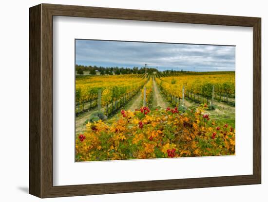 Autumn in Leonetti Vineyard, Walla Walla, Washington, USA-Richard Duval-Framed Photographic Print