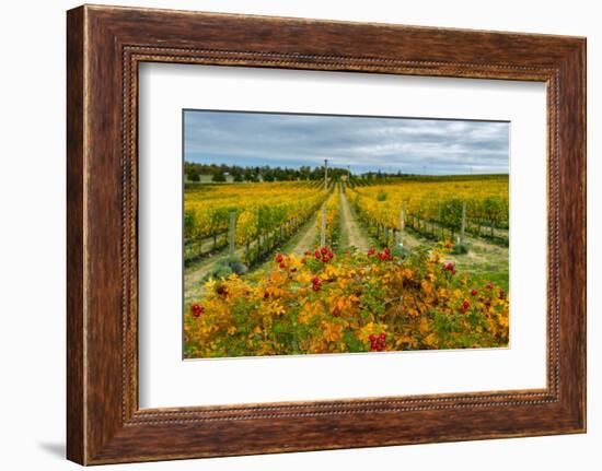 Autumn in Leonetti Vineyard, Walla Walla, Washington, USA-Richard Duval-Framed Photographic Print