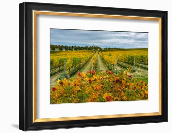 Autumn in Leonetti Vineyard, Walla Walla, Washington, USA-Richard Duval-Framed Photographic Print