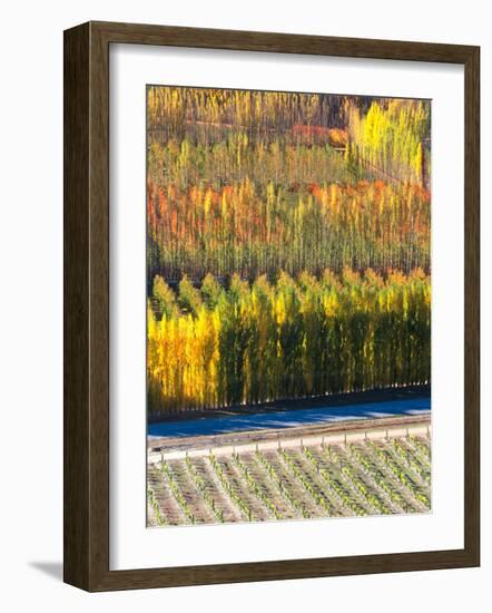 Autumn in Mt. Difficulty Vineyard, Central Otago, New Zealand-David Wall-Framed Photographic Print