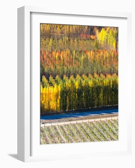 Autumn in Mt. Difficulty Vineyard, Central Otago, New Zealand-David Wall-Framed Photographic Print