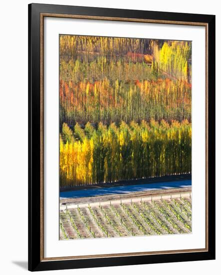 Autumn in Mt. Difficulty Vineyard, Central Otago, New Zealand-David Wall-Framed Photographic Print