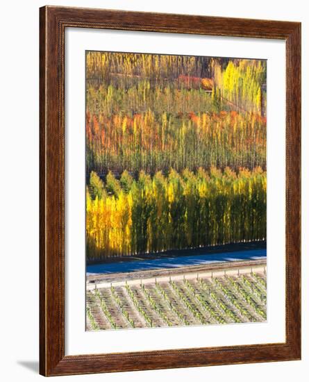 Autumn in Mt. Difficulty Vineyard, Central Otago, New Zealand-David Wall-Framed Photographic Print