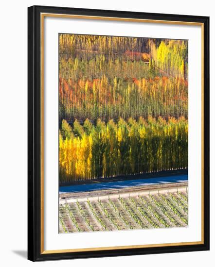 Autumn in Mt. Difficulty Vineyard, Central Otago, New Zealand-David Wall-Framed Photographic Print