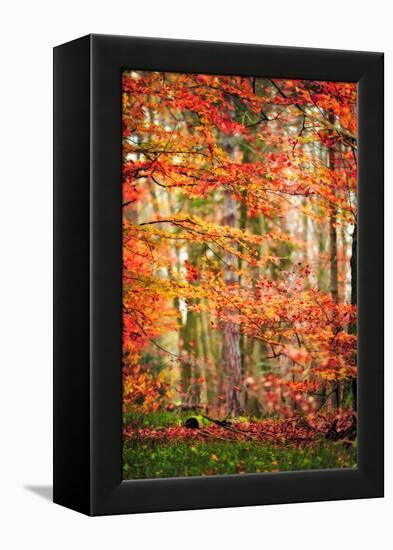 Autumn in New Haven-Philippe Sainte-Laudy-Framed Premier Image Canvas