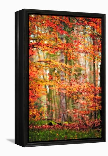 Autumn in New Haven-Philippe Sainte-Laudy-Framed Premier Image Canvas