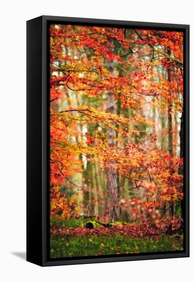 Autumn in New Haven-Philippe Sainte-Laudy-Framed Premier Image Canvas