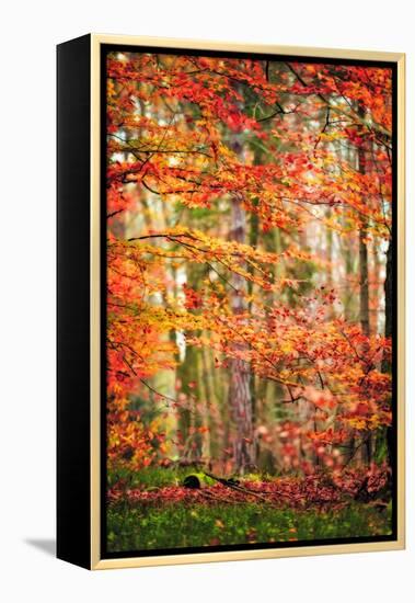 Autumn in New Haven-Philippe Sainte-Laudy-Framed Premier Image Canvas