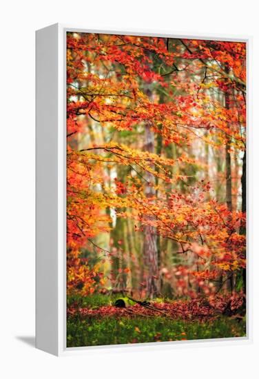 Autumn in New Haven-Philippe Sainte-Laudy-Framed Premier Image Canvas