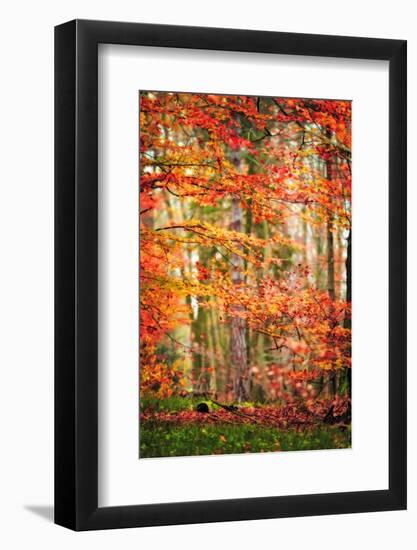 Autumn in New Haven-Philippe Sainte-Laudy-Framed Photographic Print