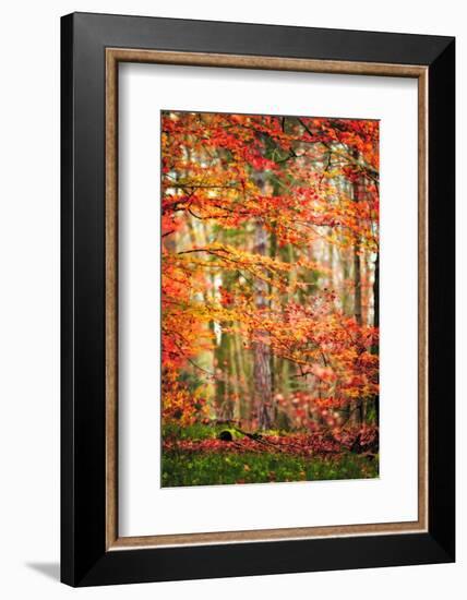 Autumn in New Haven-Philippe Sainte-Laudy-Framed Photographic Print