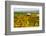 Autumn in Walla Walla Wine Country, Walla Walla, Washington, USA-Richard Duval-Framed Photographic Print