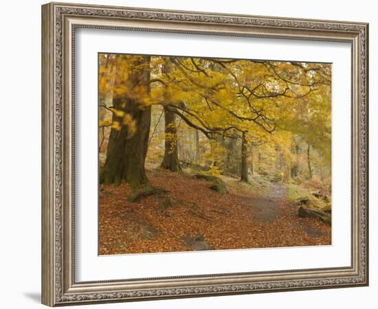 Autumn in Yellow-Doug Chinnery-Framed Photographic Print