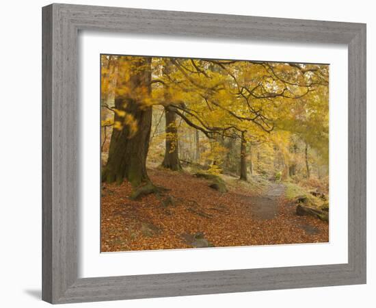 Autumn in Yellow-Doug Chinnery-Framed Photographic Print