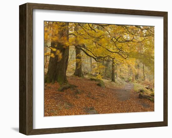 Autumn in Yellow-Doug Chinnery-Framed Photographic Print