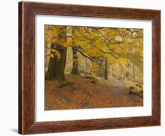 Autumn in Yellow-Doug Chinnery-Framed Photographic Print