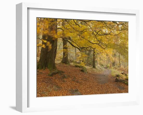 Autumn in Yellow-Doug Chinnery-Framed Photographic Print