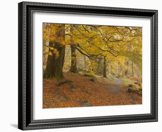 Autumn in Yellow-Doug Chinnery-Framed Photographic Print