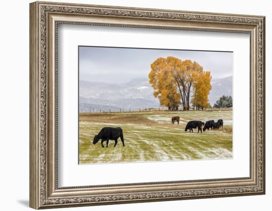 Autumn into Winter - fresh snow falls on autumn trees and cows outside of Ridgway Colorado-Panoramic Images-Framed Photographic Print