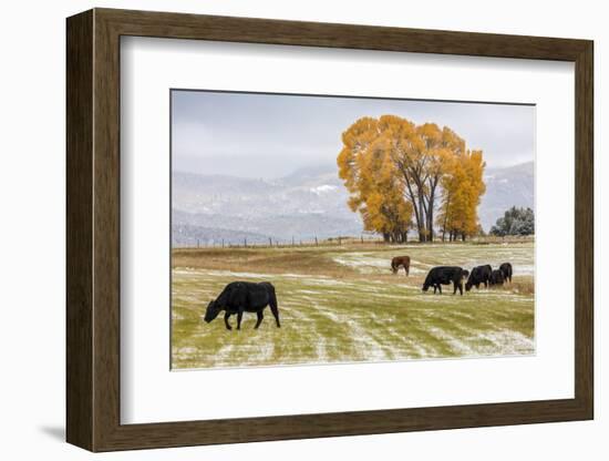 Autumn into Winter - fresh snow falls on autumn trees and cows outside of Ridgway Colorado-Panoramic Images-Framed Photographic Print