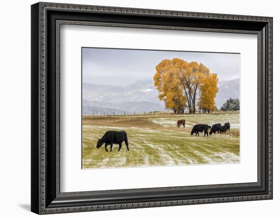 Autumn into Winter - fresh snow falls on autumn trees and cows outside of Ridgway Colorado-Panoramic Images-Framed Photographic Print