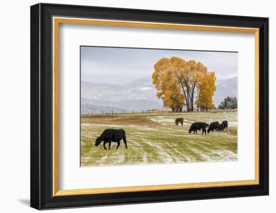 Autumn into Winter - fresh snow falls on autumn trees and cows outside of Ridgway Colorado-Panoramic Images-Framed Photographic Print