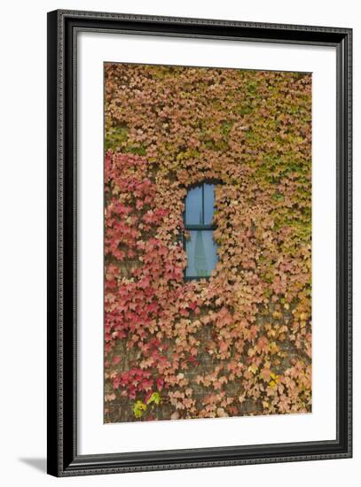 Autumn Ivy, Fargo, North Dakota, USA-Walter Bibikow-Framed Photographic Print