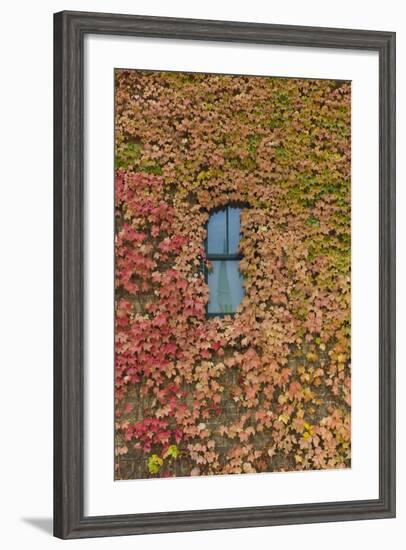 Autumn Ivy, Fargo, North Dakota, USA-Walter Bibikow-Framed Photographic Print