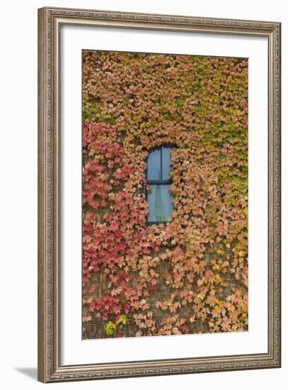 Autumn Ivy, Fargo, North Dakota, USA-Walter Bibikow-Framed Photographic Print