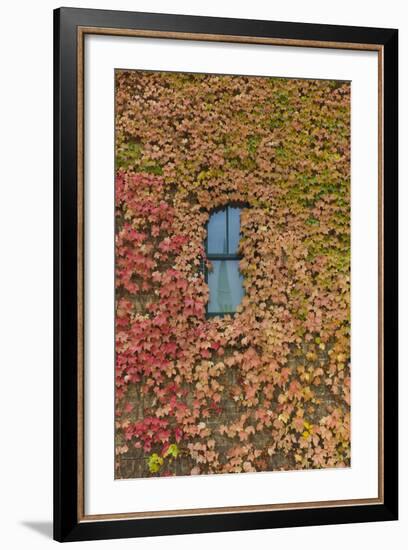 Autumn Ivy, Fargo, North Dakota, USA-Walter Bibikow-Framed Photographic Print