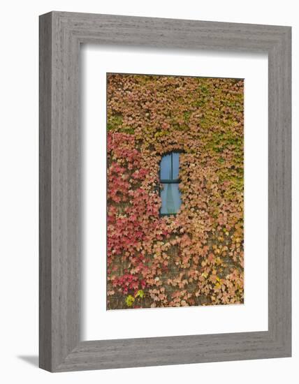 Autumn Ivy, Fargo, North Dakota, USA-Walter Bibikow-Framed Photographic Print