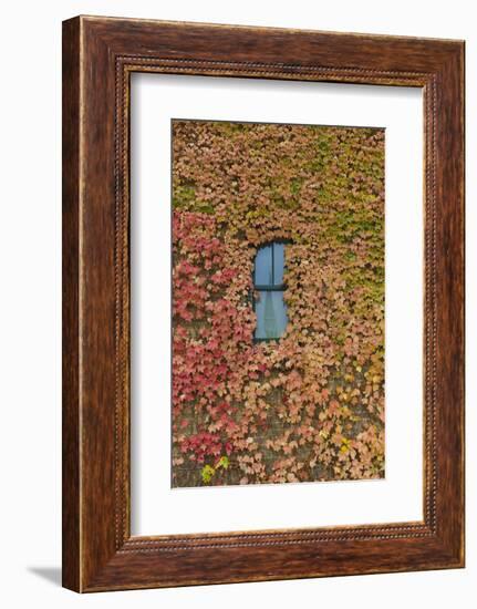 Autumn Ivy, Fargo, North Dakota, USA-Walter Bibikow-Framed Photographic Print