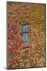 Autumn Ivy, Fargo, North Dakota, USA-Walter Bibikow-Mounted Photographic Print