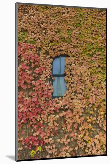 Autumn Ivy, Fargo, North Dakota, USA-Walter Bibikow-Mounted Photographic Print