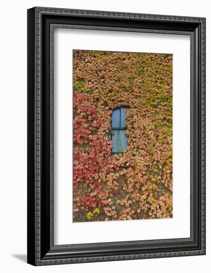 Autumn Ivy, Fargo, North Dakota, USA-Walter Bibikow-Framed Photographic Print