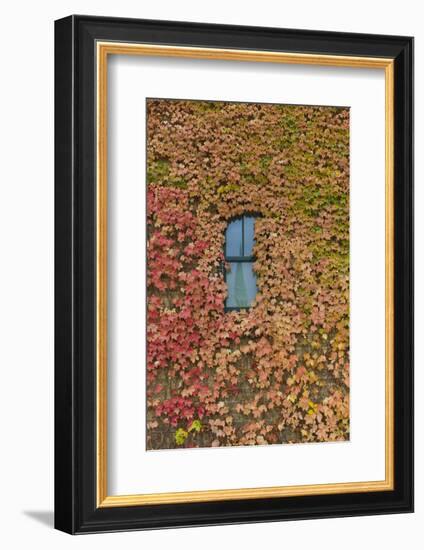 Autumn Ivy, Fargo, North Dakota, USA-Walter Bibikow-Framed Photographic Print