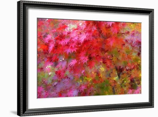 Autumn Japanese Maple Impressions-Vincent James-Framed Photographic Print