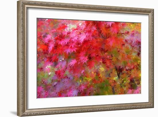 Autumn Japanese Maple Impressions-Vincent James-Framed Photographic Print