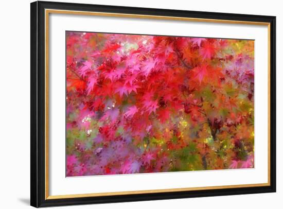 Autumn Japanese Maple Impressions-Vincent James-Framed Photographic Print