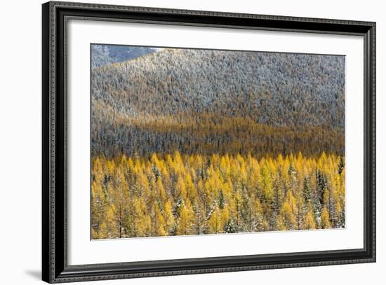 Autumn Larch Trees in Snowfall, Glacier National Park, Montana, USA-Chuck Haney-Framed Photographic Print