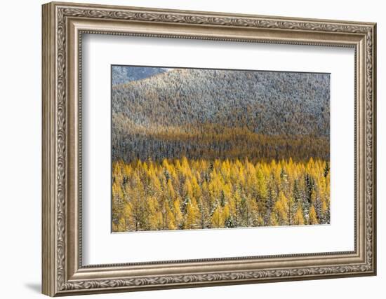 Autumn Larch Trees in Snowfall, Glacier National Park, Montana, USA-Chuck Haney-Framed Photographic Print