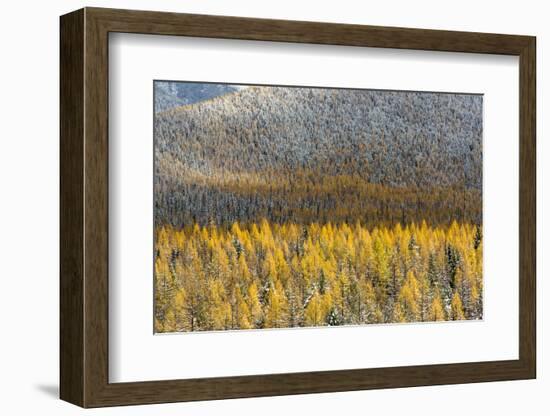 Autumn Larch Trees in Snowfall, Glacier National Park, Montana, USA-Chuck Haney-Framed Photographic Print