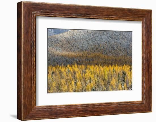 Autumn Larch Trees in Snowfall, Glacier National Park, Montana, USA-Chuck Haney-Framed Photographic Print