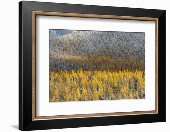 Autumn Larch Trees in Snowfall, Glacier National Park, Montana, USA-Chuck Haney-Framed Photographic Print