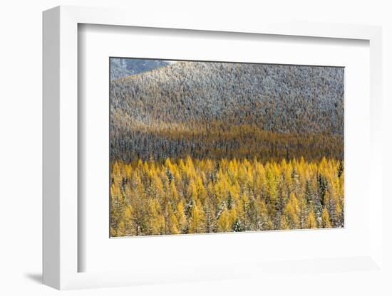 Autumn Larch Trees in Snowfall, Glacier National Park, Montana, USA-Chuck Haney-Framed Photographic Print