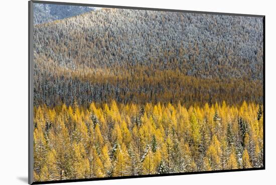 Autumn Larch Trees in Snowfall, Glacier National Park, Montana, USA-Chuck Haney-Mounted Photographic Print