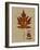 Autumn Leaf I-Sandy Lloyd-Framed Art Print